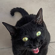 Bijou participe au concours pour gagner de l'argent avec cette photo : black_cat, cat, feline, pet, animal, green_eyes, golden_eyes, open_mouth, meowing, whiskers, pointed_ears, curled_tail, short_hair, indoor, tiled_floor, portrait, close_up, looking_up, cute, funny