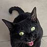black_cat, cat, feline, pet, animal, green_eyes, golden_eyes, open_mouth, meowing, whiskers, pointed_ears, curled_tail, short_hair, indoor, tiled_floor, portrait, close_up, looking_up, cute, funny