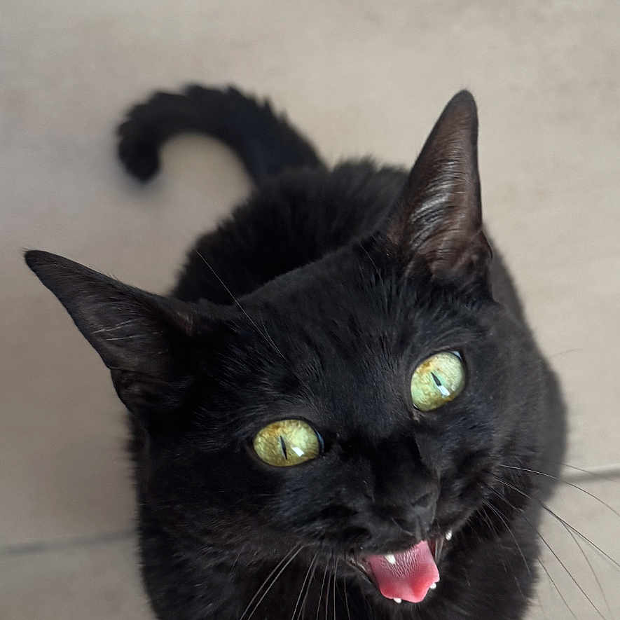 Bijou