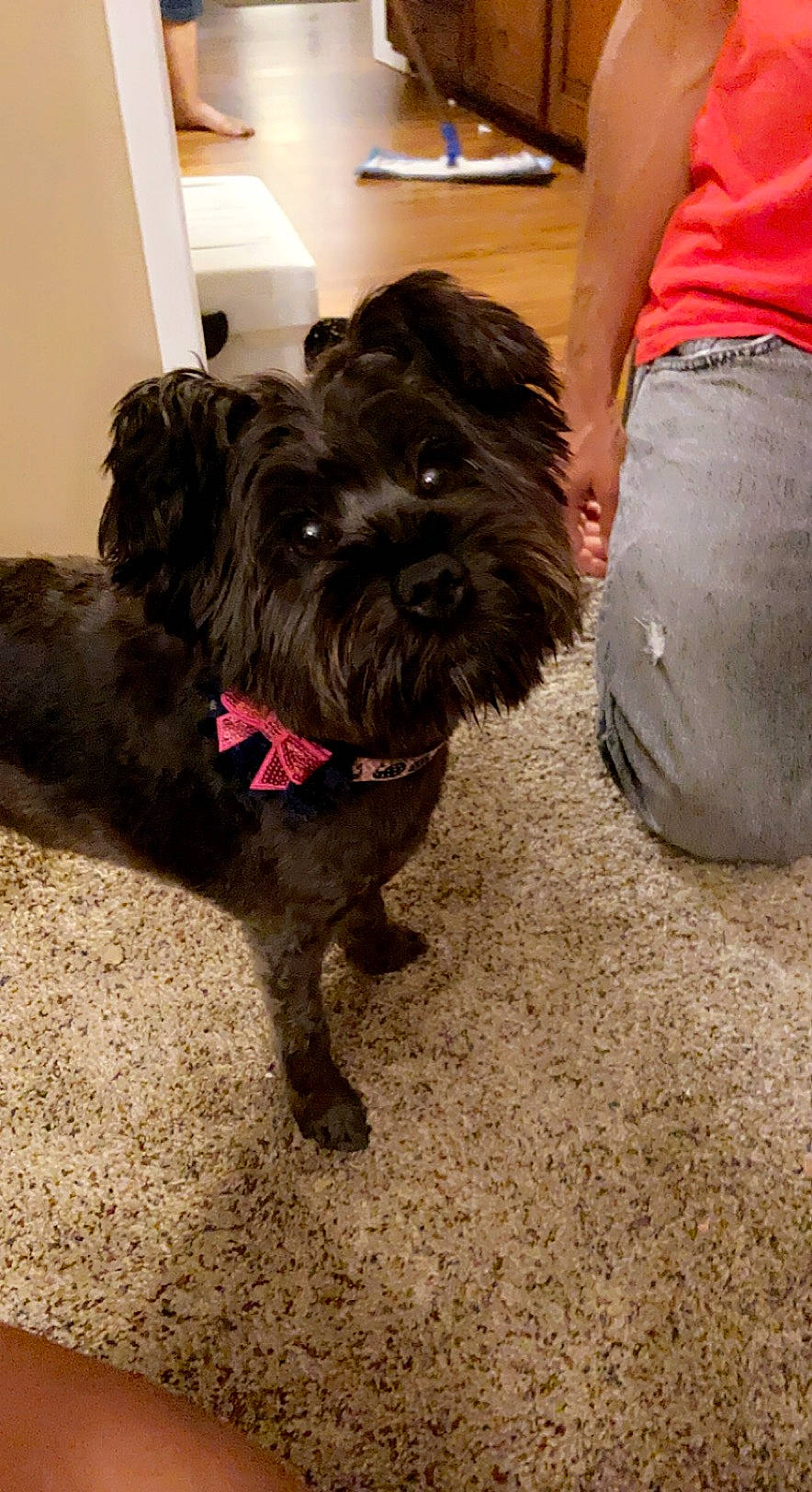 Brooklyn Marie joined the competition — help win amazing prizes! canidae, carnivore, collar, companion_dog, dog, dog_breed, dog_collar, fur, liver, maltepoo, non_sporting_group, poodle_crossbreed, puppy, small_terrier, snout, sporting_group, terrier, toy_dog, water_dog, working_animal