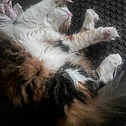 Coco joined the competition — help win amazing prizes! animal_portrait, blanket, calico_cat, cat, closeup, cozy, fluffy, funny_pose, fur, indoor, knitted_texture, lounging, paws, pet, pink_nose, relaxed, sleeping, toe_beans, upside_down, whiskers