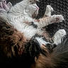 animal_portrait, blanket, calico_cat, cat, closeup, cozy, fluffy, funny_pose, fur, indoor, knitted_texture, lounging, paws, pet, pink_nose, relaxed, sleeping, toe_beans, upside_down, whiskers