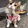 Coco joined the competition — help win amazing prizes! animal, black_fur, calico_cat, cat, close_up, collar, countertop, fur, green_eyes, heart_tag, houseplant, indoor, kitchen, orange_fur, pet, pink_harness, pink_nose, portrait, whiskers, white_fur