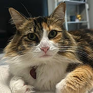 Coco joined the competition — help win amazing prizes! bed, blanket, calico, cat, close_up, collar, cute, domestic_cat, ears, feline, fluffy, green_eyes, indoor, long_fur, paws, pet, pink_nose, portrait, relaxed, whiskers