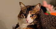 Coco joined the competition — help win amazing prizes! animal, blanket, calico_cat, cat, close_up, couch, cozy, feline, fur, green_eyes, home, indoors, paws, pet, pink_nose, portrait, relaxed, staring, warm_lighting, whiskers