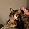 animal, blanket, calico_cat, cat, close_up, couch, cozy, feline, fur, green_eyes, home, indoors, paws, pet, pink_nose, portrait, relaxed, staring, warm_lighting, whiskers