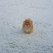 Noisette a rejoint le concours — aidez-le/la à gagner de superbes lots ! animal, bushes, canine, cold, daytime, dog, fence, fluffy, fur, grass, mammal, nature, outdoor, pet, pomeranian, small_dog, snow, standing, winter, yard