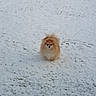 animal, bushes, canine, cold, daytime, dog, fence, fluffy, fur, grass, mammal, nature, outdoor, pet, pomeranian, small_dog, snow, standing, winter, yard
