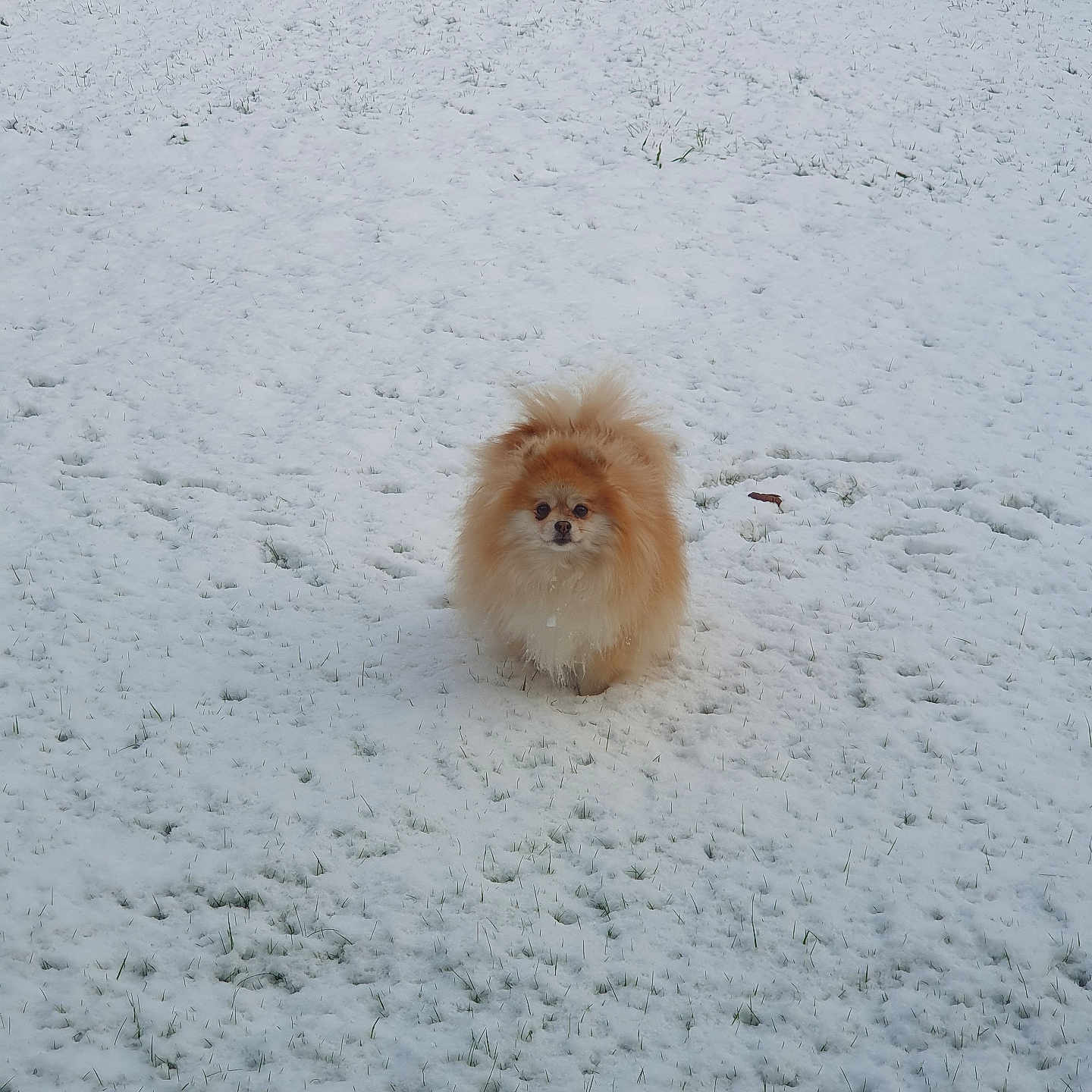 Noisette