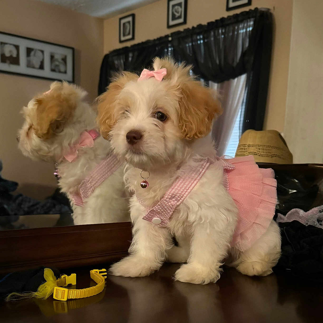 Bella Luna is registered to the contest to win money with this photo: adorable, animal, bell, bow, collar, curtains, cute, decor, dog, fluffy, fur, home, indoor, mirror, pet, pink_dress, puppy, reflection, small_dog, wooden_surface