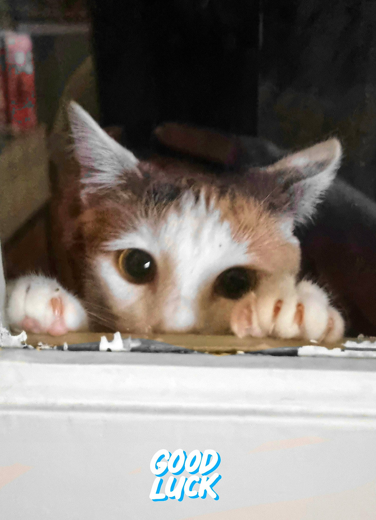 Mia participe au concours pour gagner de l'argent avec cette photo : box, cardboard, carnivore, cat, cat_supply, claw, domestic_short_haired_cat, fawn, felidae, fur, iris, output_device, paw, photo_caption, service, small_to_medium_sized_cats, snout, tail, whiskers