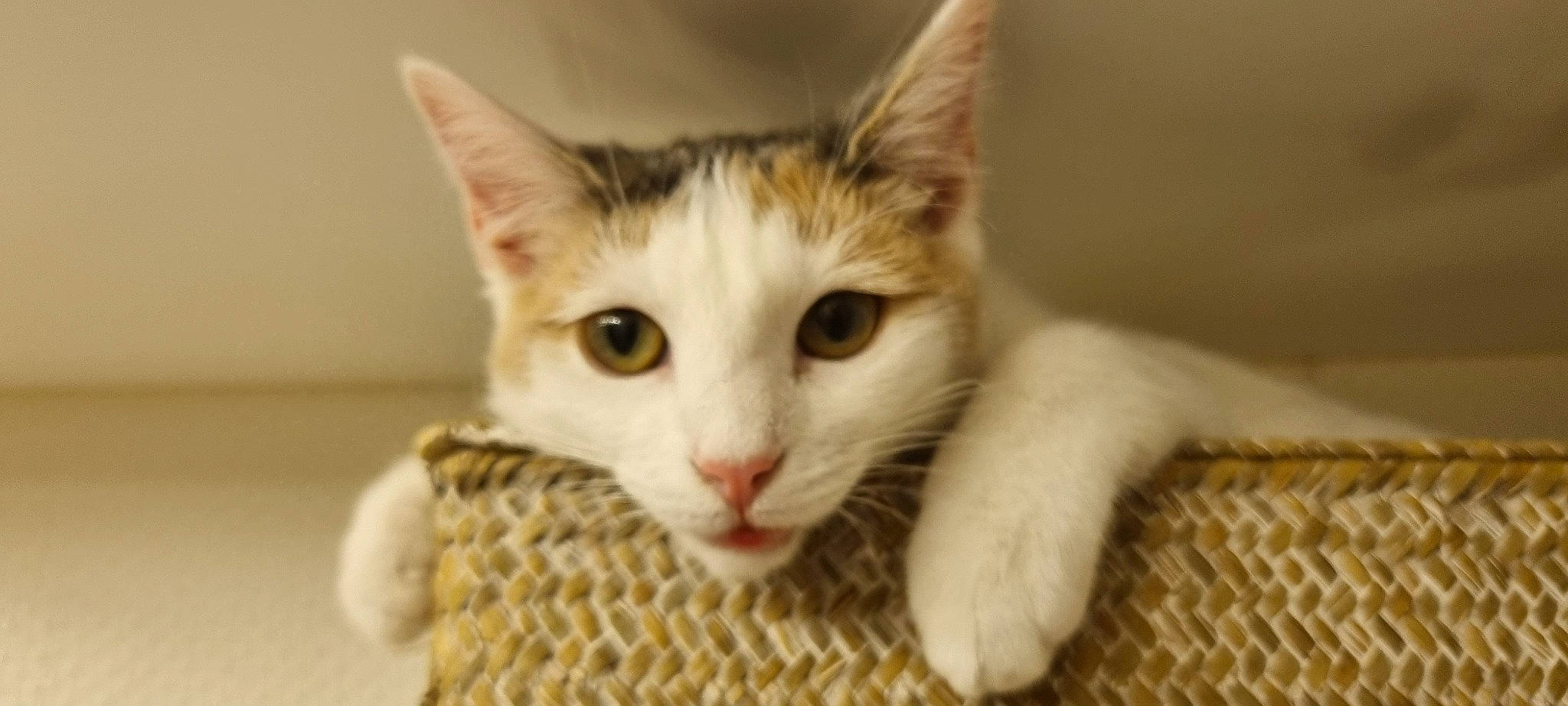 Mia a rejoint le concours — aidez-le/la à gagner de superbes lots ! carnivore, cat, claw, comfort, domestic_short_haired_cat, eye, fawn, felidae, fur, head, paw, small_to_medium_sized_cats, snout, tail, whiskers