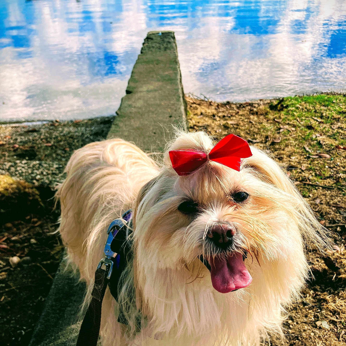Maya