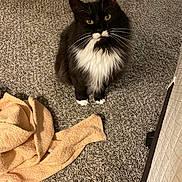 Oscar Meyer joined the competition — help win amazing prizes! cat, black_and_white, fluffy, carpet, towel, indoor, pet, animal, whiskers, yellow_eyes, curious, sitting, feline, domestic, cute, fur, looking_up, home, cozy, soft