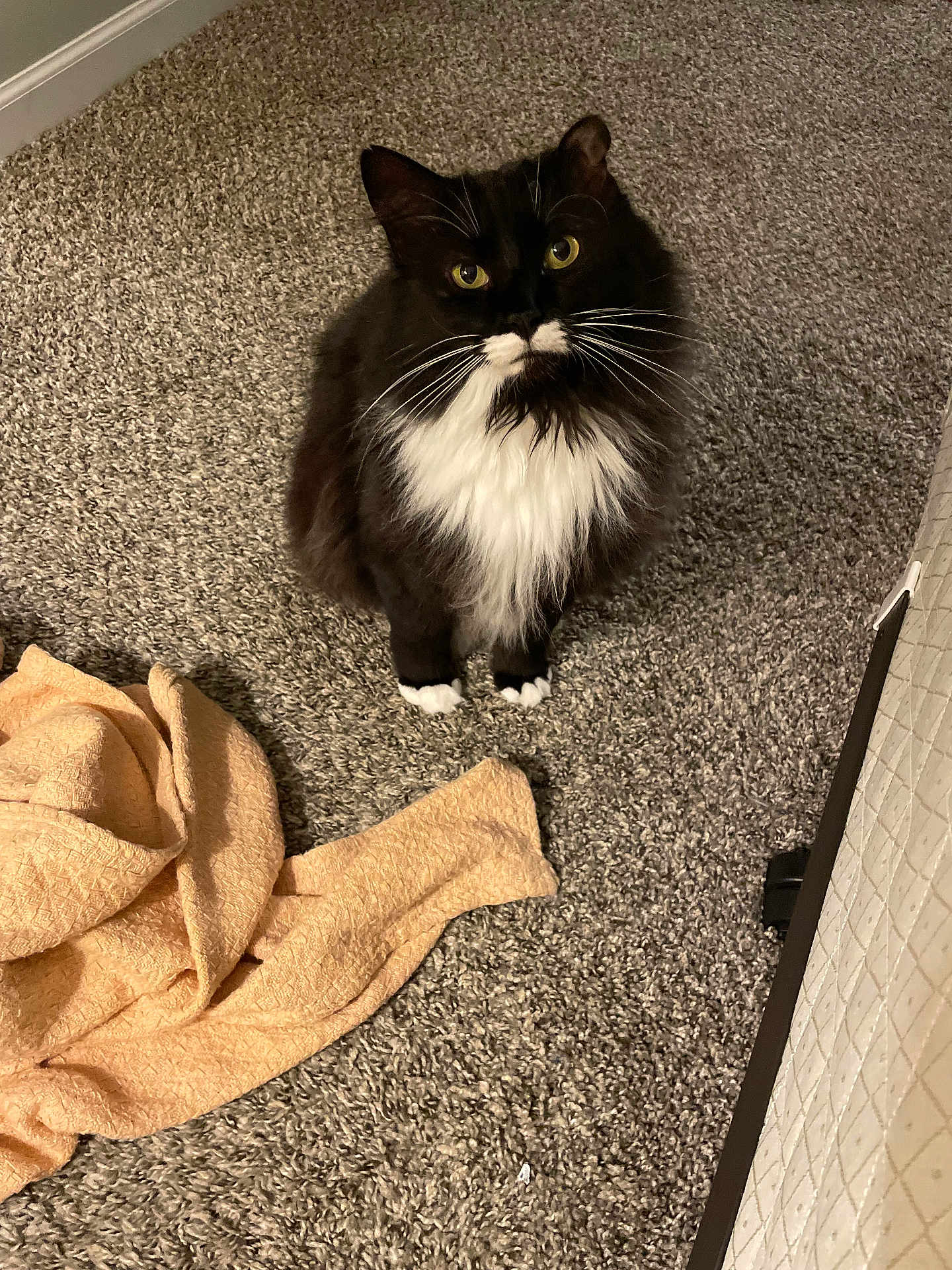Oscar Meyer joined the competition — help win amazing prizes! cat, black_and_white, fluffy, carpet, towel, indoor, pet, animal, whiskers, yellow_eyes, curious, sitting, feline, domestic, cute, fur, looking_up, home, cozy, soft