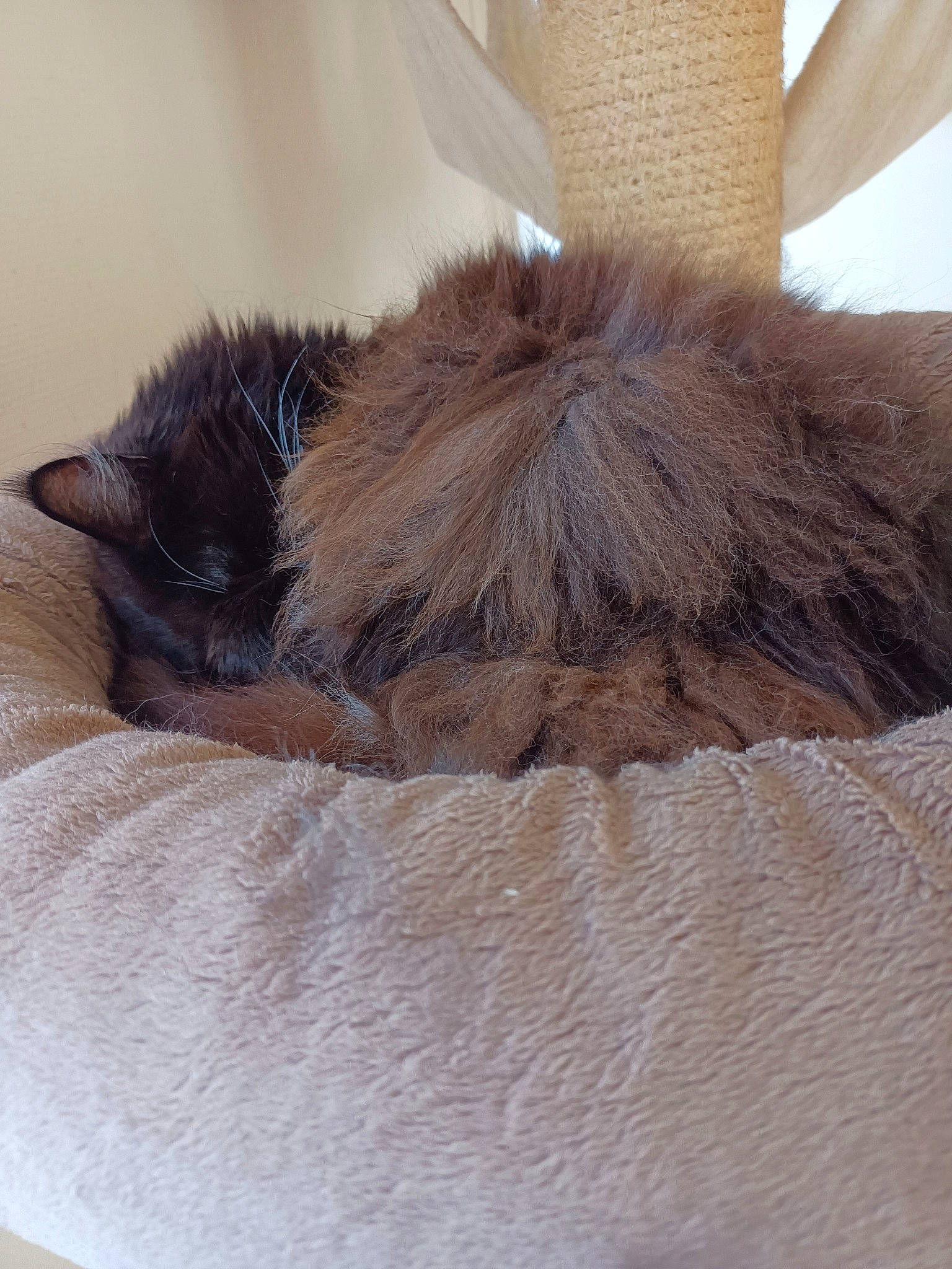 Havana a rejoint le concours — aidez-le/la à gagner de superbes lots ! carnivore, cat, cat_bed, claw, comfort, fawn, felidae, fur, liver, nap, natural_material, paw, small_to_medium_sized_cats, snout, tail, whiskers