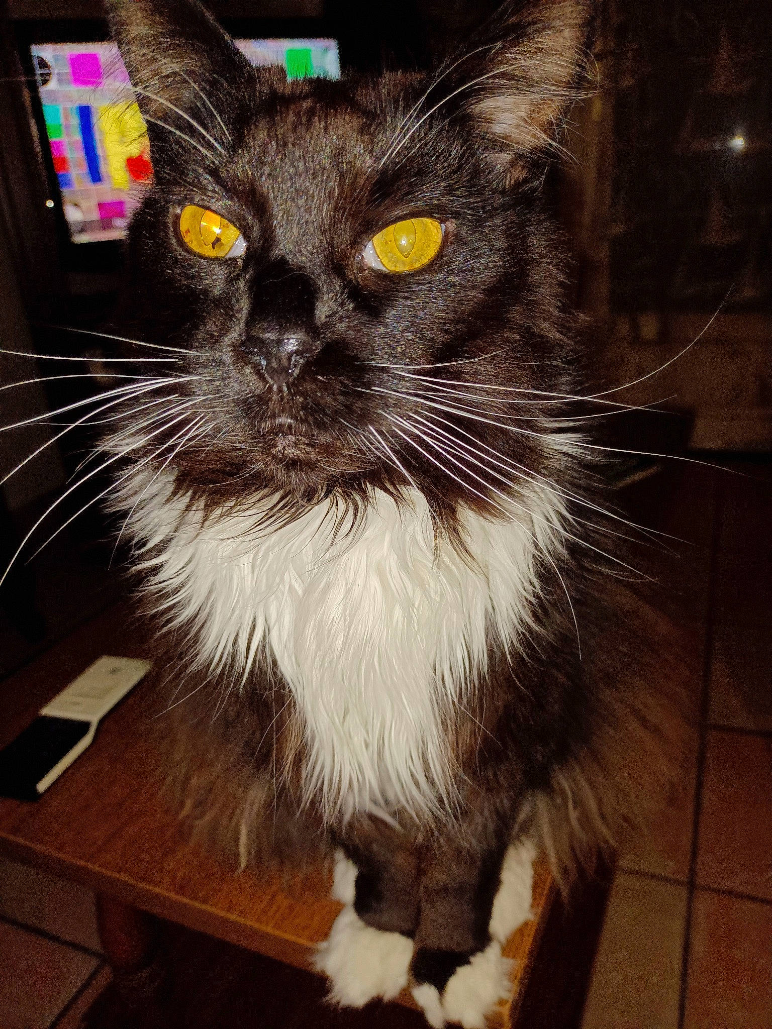 Havana participe au concours pour gagner de l'argent avec cette photo : black_cat, box, carnivore, cat, desk, domestic_short_haired_cat, eye, felidae, fur, hair, hardwood, head, iris, small_to_medium_sized_cats, snout, table, tail, terrestrial_animal, whiskers, wood