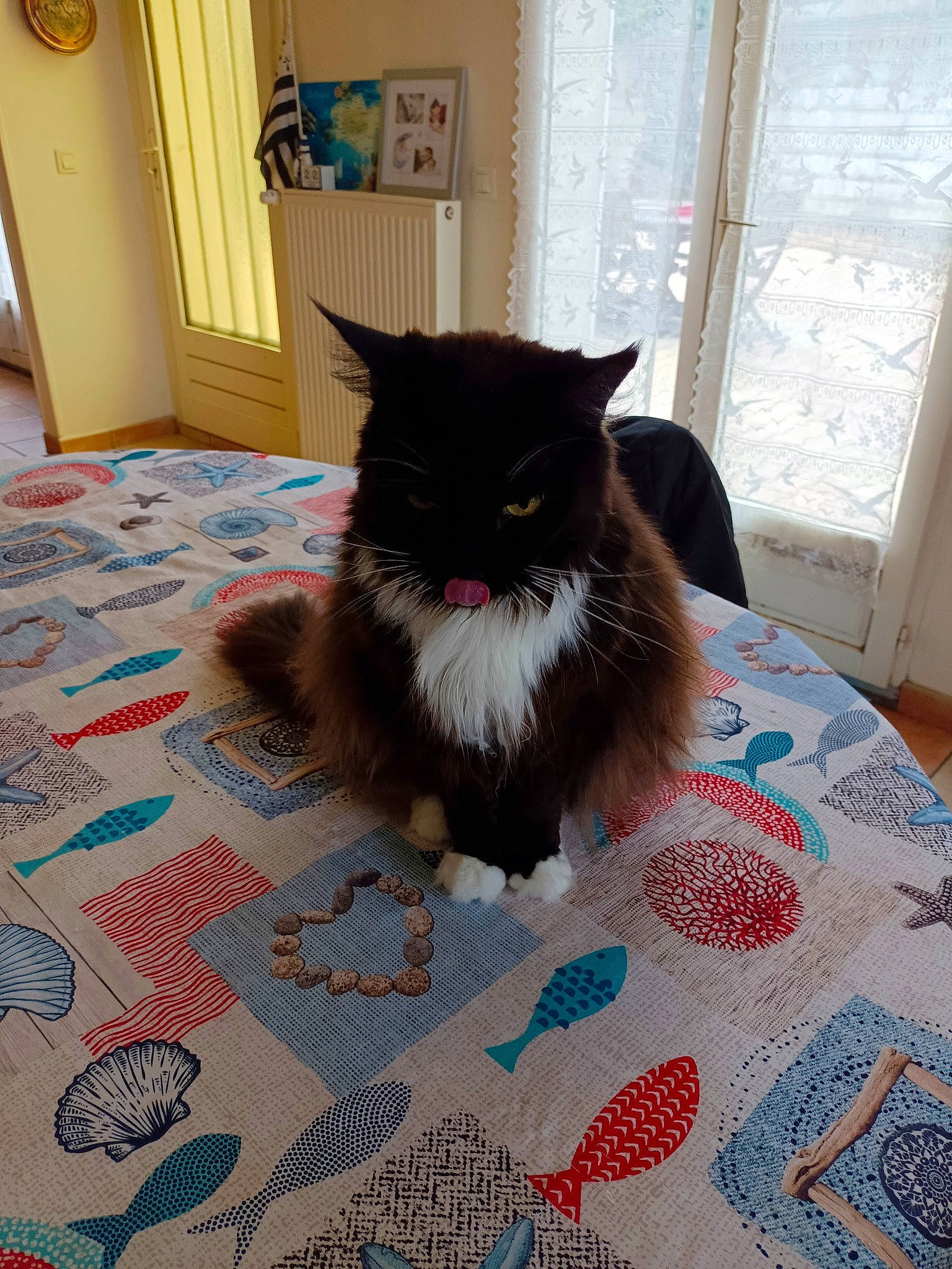 Havana participe au concours pour gagner de l'argent avec cette photo : black_cat, box, british_longhair, carnivore, cat, comfort, domestic_short_haired_cat, door, felidae, floor, flooring, fur, grey, hardwood, pattern, small_to_medium_sized_cats, tail, whiskers, window, wood