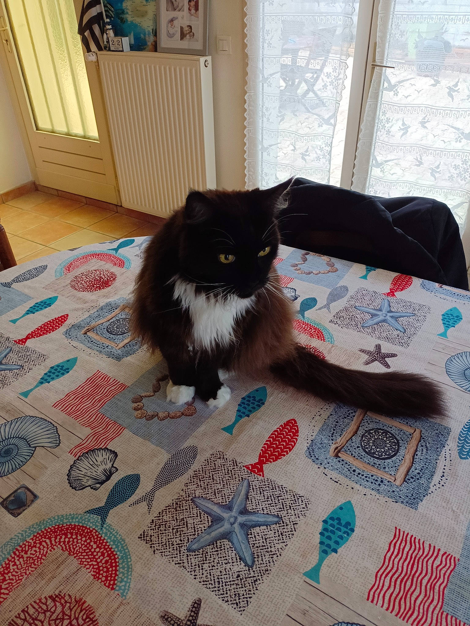 Havana participe au concours pour gagner de l'argent avec cette photo : black_cat, carnivore, cat, comfort, domestic_short_haired_cat, felidae, floor, flooring, fur, grey, hardwood, laminate_flooring, pattern, room, small_to_medium_sized_cats, tail, whiskers, wood, wood_flooring, wood_stain