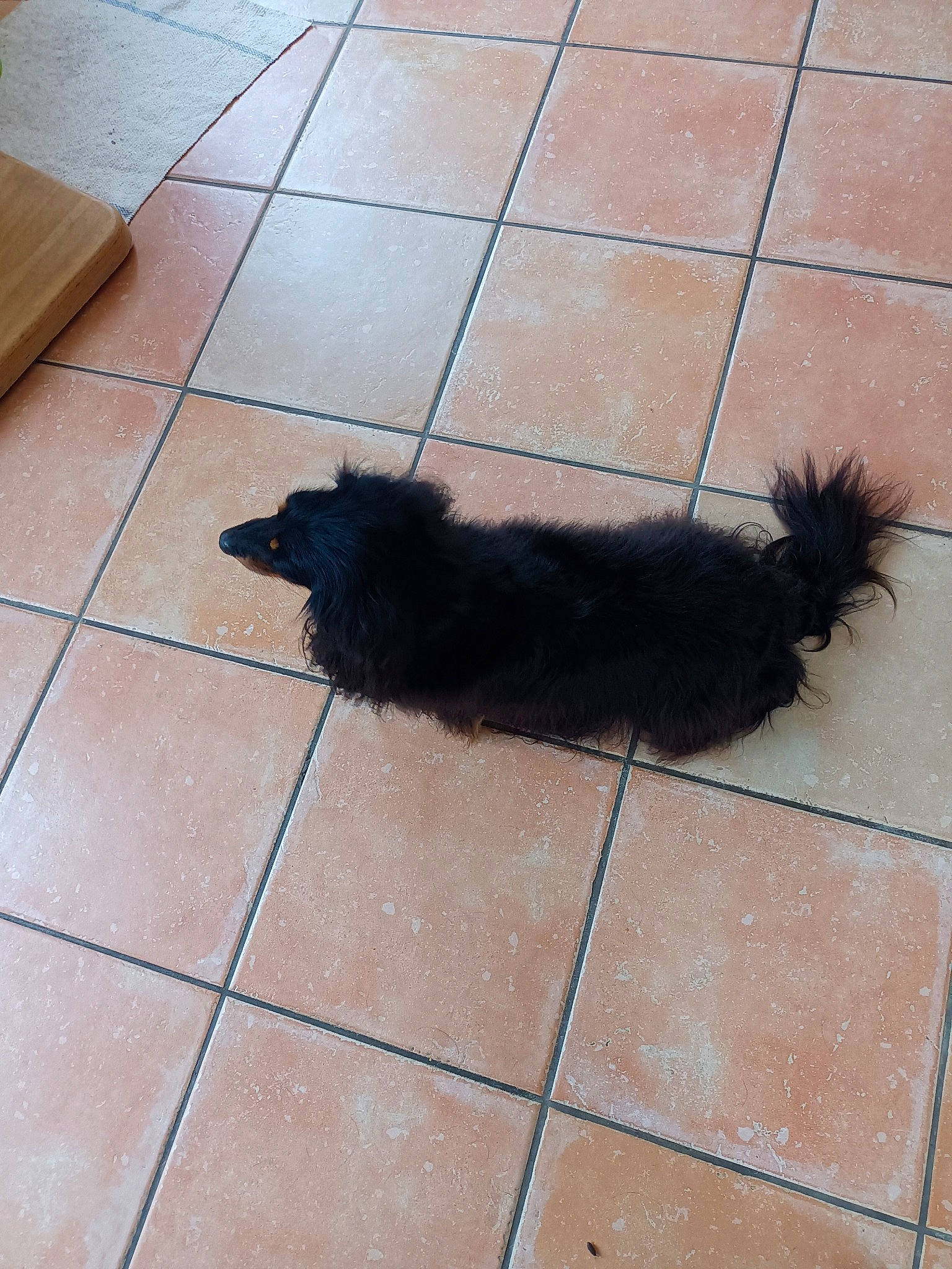 Negrita participe au concours pour gagner de l'argent avec cette photo : asphalt, canidae, carnivore, companion_dog, dog_breed, door_mat, felidae, floor, flooring, fur, grass, line, road_surface, shadow, small_to_medium_sized_cats, snout, sporting_group, tail, terrestrial_animal, tints_and_shades