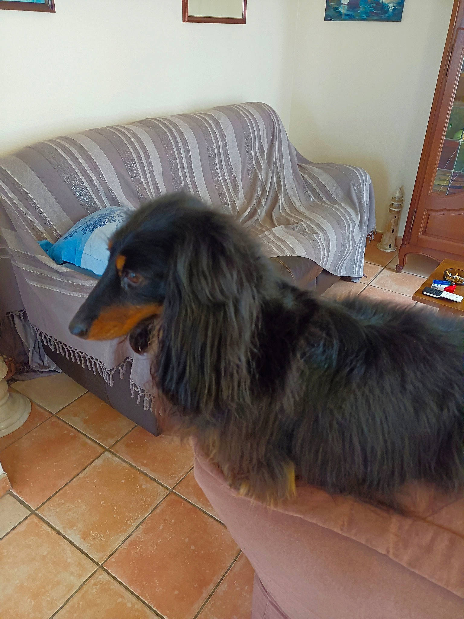 Negrita participe au concours pour gagner de l'argent avec cette photo : canidae, carnivore, comfort, companion_dog, couch, dog, dog_breed, floor, flooring, fur, hardwood, liver, living_room, picture_frame, room, sporting_group, tail, working_animal, working_dog