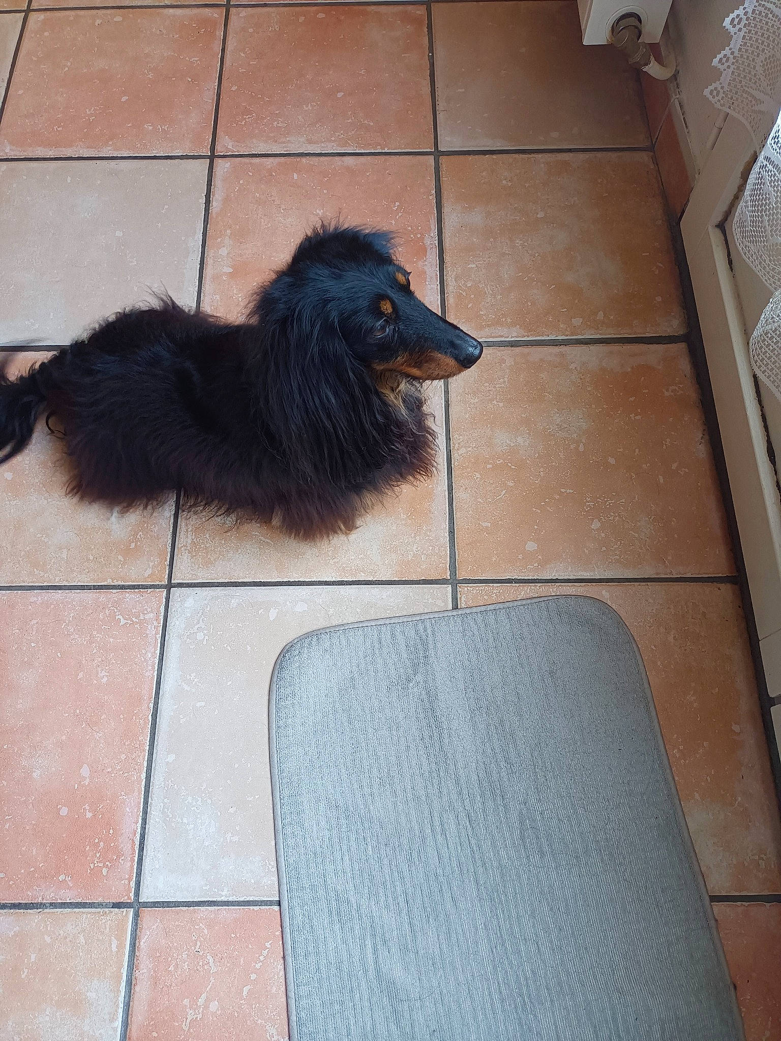 Negrita participe au concours pour gagner de l'argent avec cette photo : canidae, carnivore, companion_dog, dog, dog_breed, floor, flooring, foot, fur, hardwood, liver, paw, road_surface, shadow, snout, sporting_group, tail, tints_and_shades, wood, working_animal