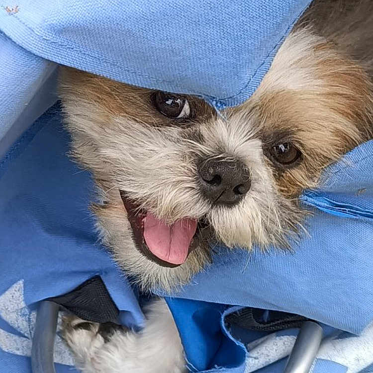 Sharly a rejoint le concours — aidez-le/la à gagner de superbes lots ! animal, bag, blue_fabric, canine, closeup, cute, dog, eyes, face, fluffy, fur, grass, happy, nose, outdoor, pet, playful, small_dog, smiling, tongue_out