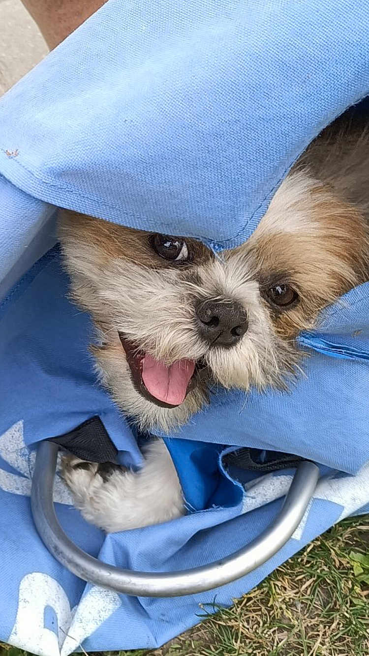 Sharly a rejoint le concours — aidez-le/la à gagner de superbes lots ! dog, small_dog, happy, tongue_out, blue_fabric, bag, grass, outdoor, pet, cute, fluffy, animal, canine, playful, closeup, smiling, face, fur, nose, eyes