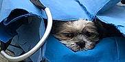 Sharly participe au concours pour gagner de l'argent avec cette photo : dog, small_dog, blue_bag, bag_handle, pavement, grass, outdoor, animal_face, cute, pet, fur, hiding, canine, resting, closeup, expression, daylight, leisure, texture, folded_fabric