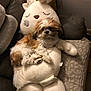 dog, plush_toy, couch, pillow, indoor, small_dog, fluffy, brown_and_white, relaxed, cozy, stuffed_animal, home_interior, pet, furniture, resting, soft_texture, decor, living_room, cute, sleepy