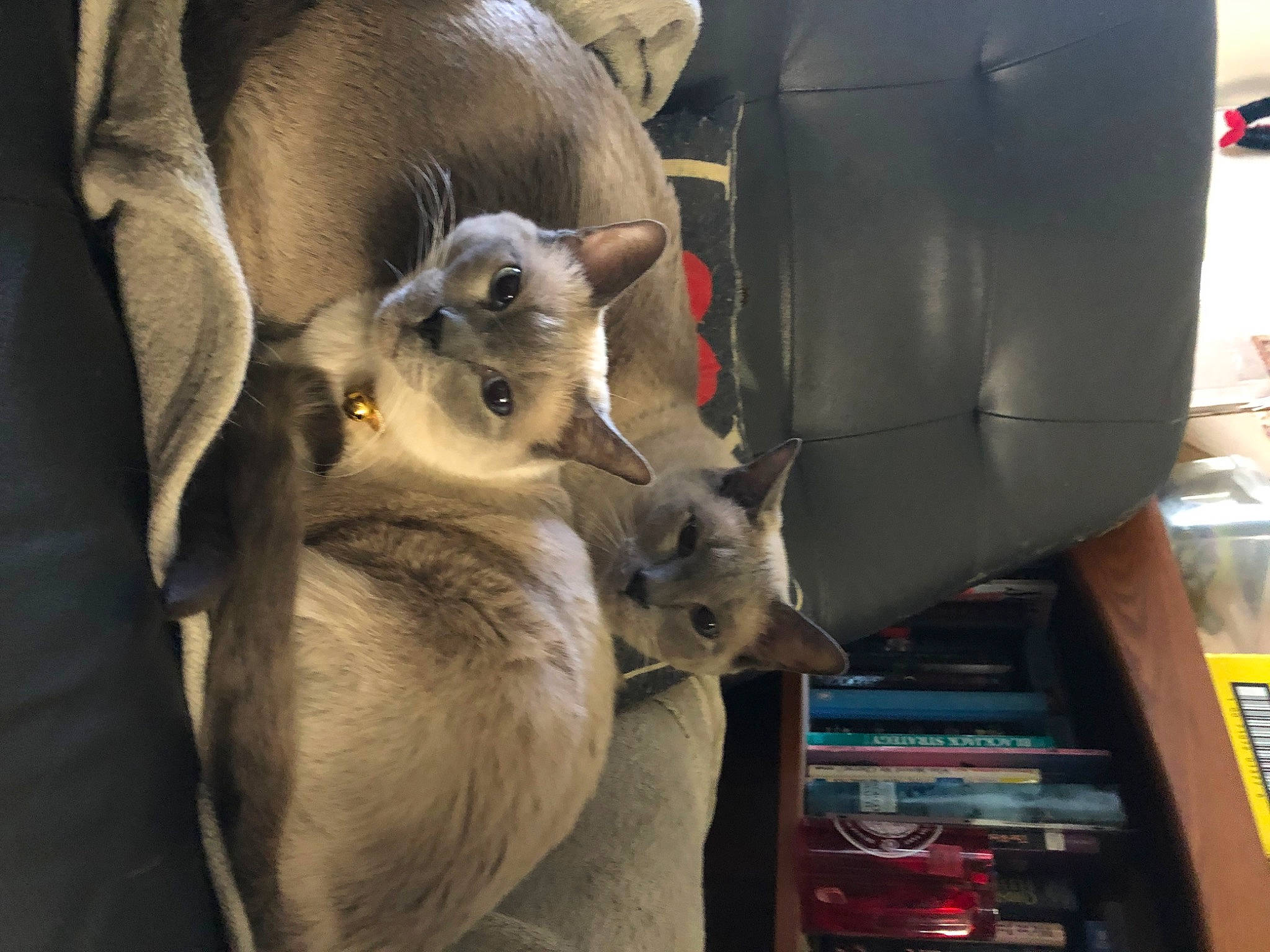 Zoe joined the competition — help win amazing prizes! birman, carnivore, cat, fawn, felidae, fur, gas, siamese, small_to_medium_sized_cats, terrestrial_animal, whiskers