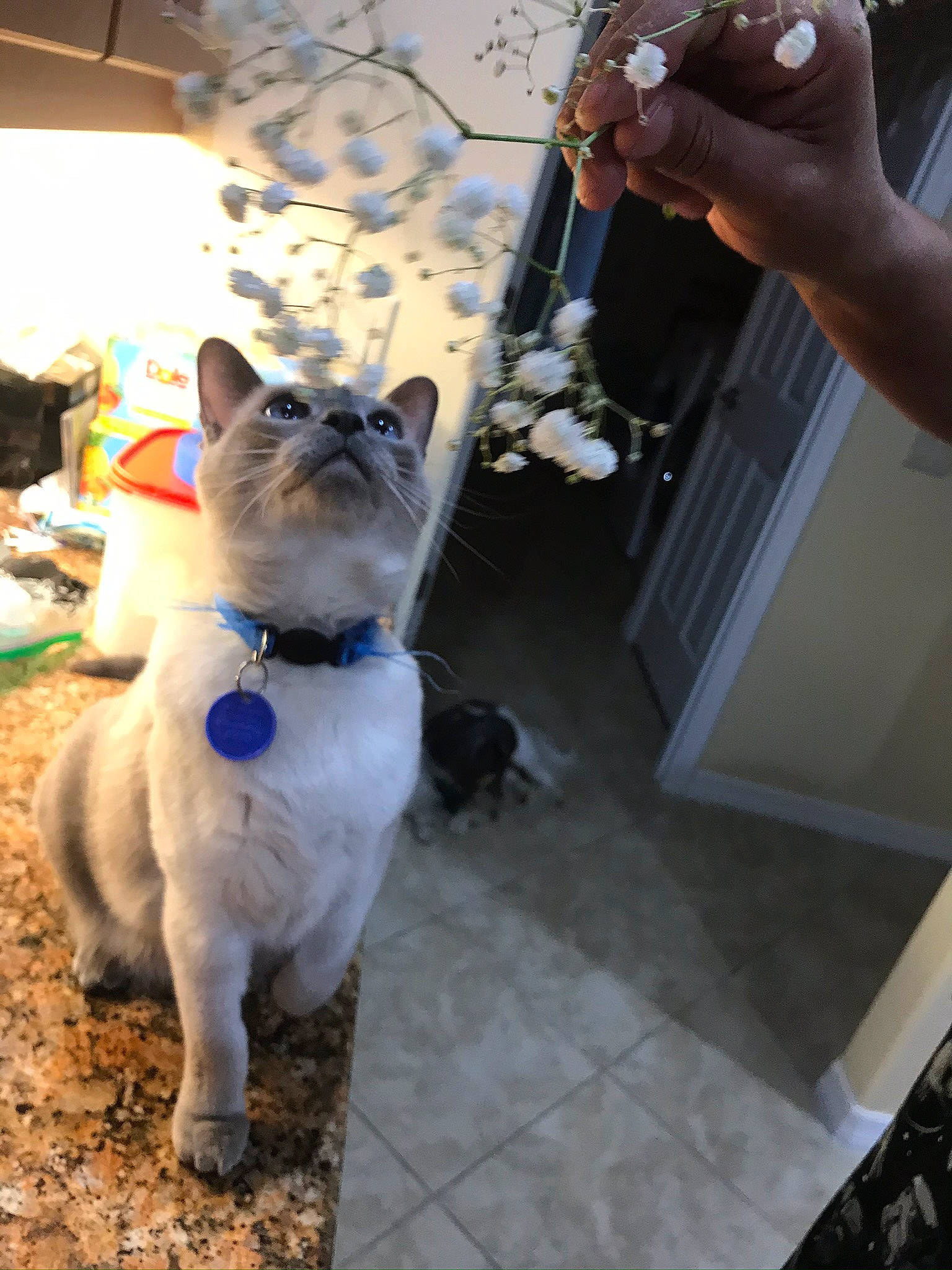 Zoe joined the competition — help win amazing prizes! bracelet, carnivore, cat, collar, felidae, floor, flooring, fur, pet_supply, siamese, small_to_medium_sized_cats, snout, tail, thai, tile, whiskers