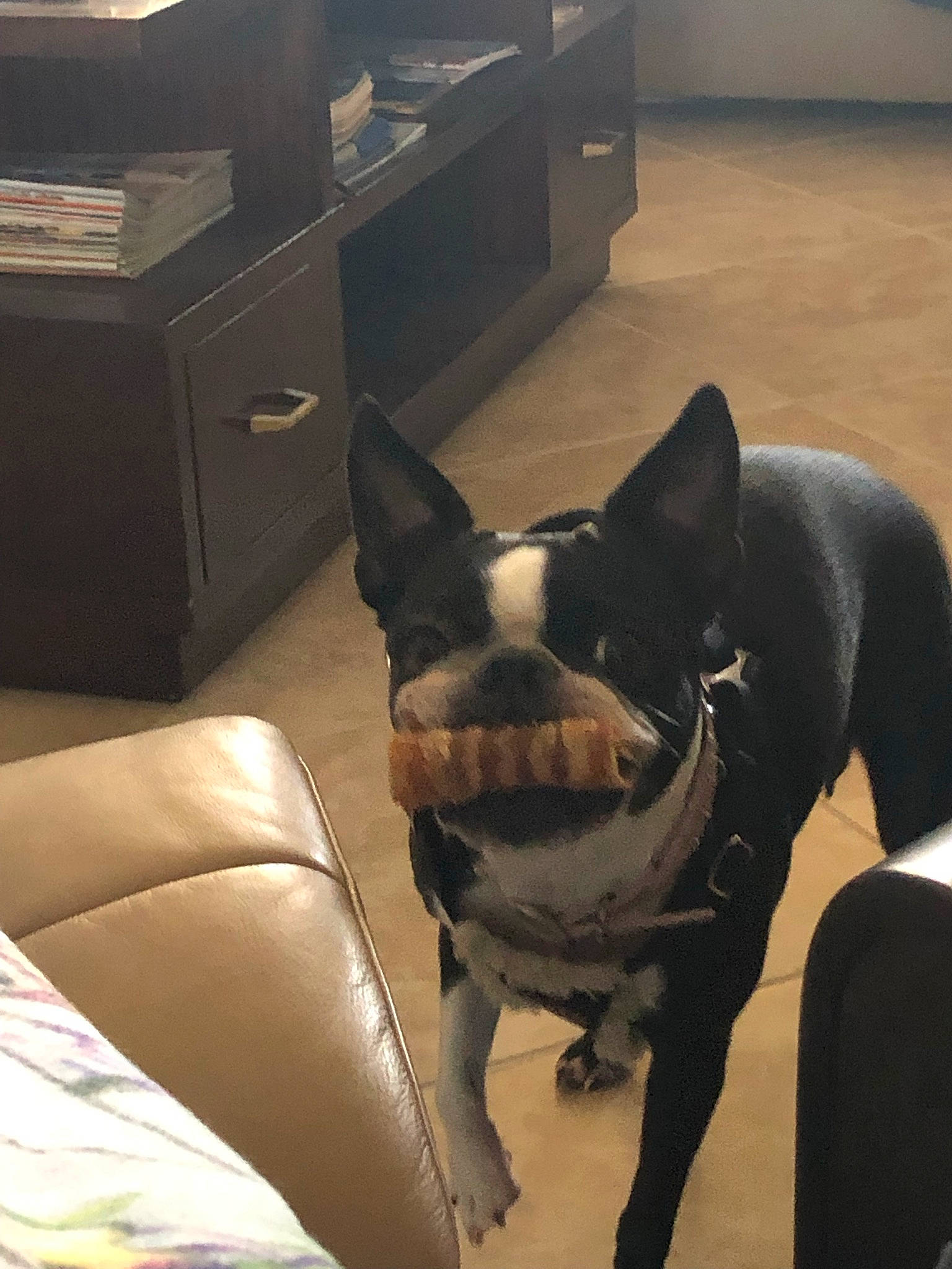 Maya joined the competition — help win amazing prizes! bulldog, canidae, carnivore, collar, comfort, companion_dog, dog, dog_breed, dog_collar, ear, fawn, flooring, french_bulldog, hardwood, head, snout, sporting_group, toy_dog, whiskers, working_animal