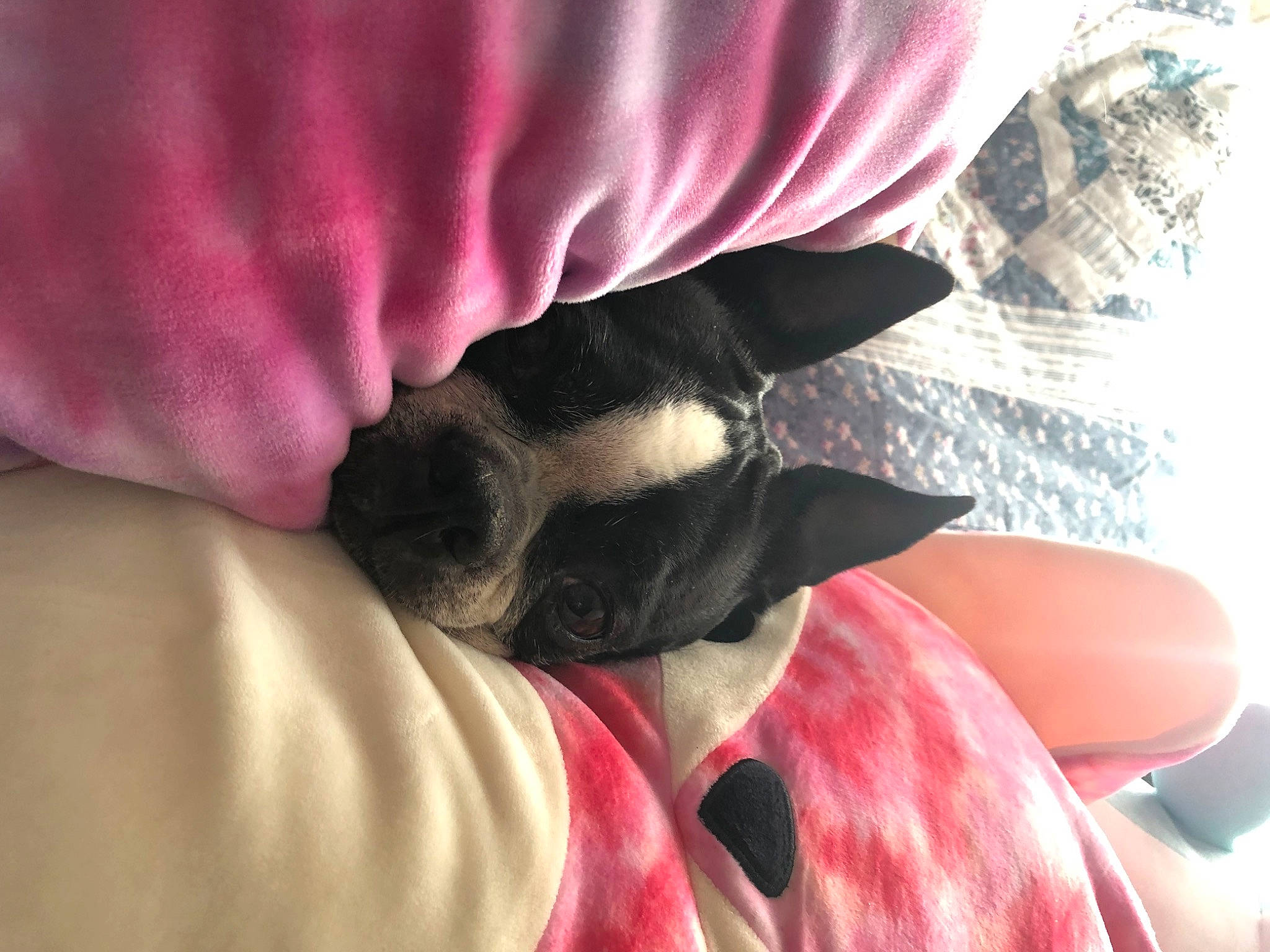 Maya is registered to the contest to win money with this photo: canidae, carnivore, comfort, companion_dog, dog, dog_breed, fawn, felidae, fur, human_leg, linens, magenta, petal, pink, sleeve, snout, sporting_group, textile, tints_and_shades, whiskers