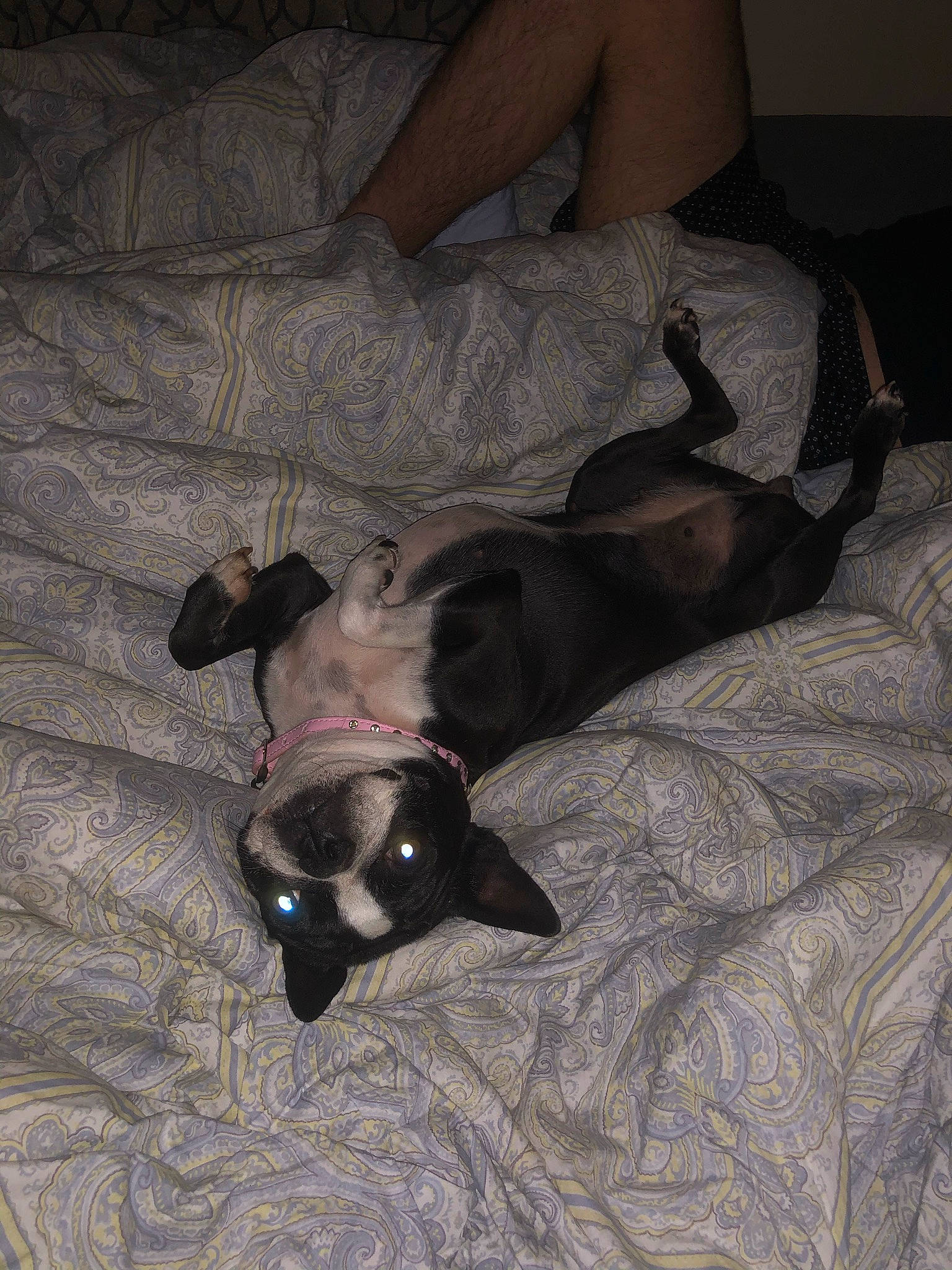 Maya joined the competition — help win amazing prizes! bed, bedding, brown, canidae, carnivore, comfort, companion_dog, dog, dog_breed, fur, grey, linens, non_sporting_group, snout, toy_dog, whiskers, working_animal