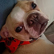 Lulu is registered to the contest to win money with this photo: animal, bandana, close_up, cute, dog, ears, expression, face, fur, indoors, light_brown, lying_down, orange, pet, portrait, pumpkin_pattern, resting, snout, soft_surface, spider_pattern