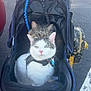 Sox is registered to the contest to win money with this photo: animal, asphalt, black_mesh, cat, close_up, collar, companion, daylight, feline, footwear, leash, outdoor, parking_lot, pet_accessory, pet_stroller, pets, resting, tabby_cat, two_cats, white_cat