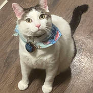 Sox joined the competition — help win amazing prizes! animal, bandana, cat, collar, curious, cute, domestic_cat, ears, feline, floor, fur, indoor, looking_up, pet, pink_nose, sitting, tail, whiskers, white_cat, wooden_floor