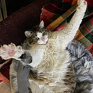 Bootsie joined the competition — help win amazing prizes! cat, fluffy, relaxed, paws, stretching, cozy, blanket, plaid, indoor, feline, pet, fur, cute, pink_paw_pads, resting, comfort, sleepy, animal, domestic, soft