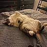Bootsie joined the competition — help win amazing prizes! cat, bed, blanket, furniture, dresser, clothing, toy, indoor, pet, relaxing, sleepy, fur, tail, paw, striped, white, gray, cozy, bedroom, car_toy