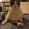 Bootsie is registered to the contest to win money with this photo: cat, tabby_cat, pet, indoor, bed, quilt, paw, pink_paw_pads, relaxed, furniture, window, lamp, plush_toy, pizza_slice, shelf, cozy, fur, animal, mammal, home