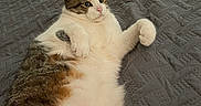 Bootsie is registered to the contest to win money with this photo: cat, indoor, bed, gray_bedspread, fluffy, relaxed, playful, paws, fur, tabby, white_fur, brown_fur, pink_nose, animal, pet, feline, resting, cozy, texture, furniture