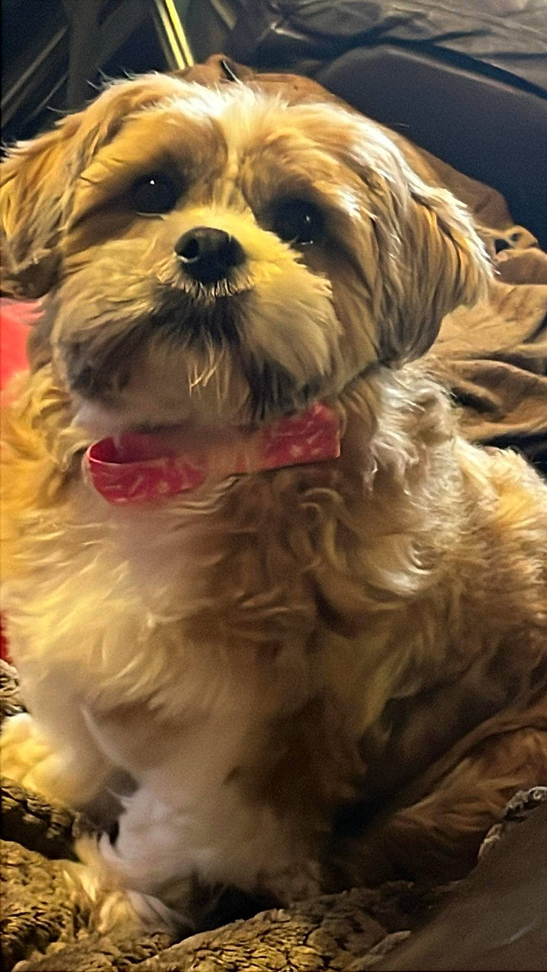 Bella joined the competition — help win amazing prizes! affenpinscher, animal, bodypart, canine, cockerspaniel, couch, dog, face, furniture, head, mouth, person, pet, photography, poodle, portrait, puppy, rock, sleeping, terrier