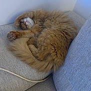 Roucky participe au concours pour gagner de l'argent avec cette photo : animal, cat, couch, cozy, curled_up, cute, domestic_animal, fluffy, fur, furniture, home, indoor, orange_cat, paw, pet, relaxed, resting, sleeping, soft_texture, tail