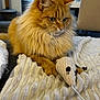 animal, blanket, cat, closeup, cozy, cute, domestic_animal, feline, fluffy, indoor, knitted_toy, living_room, orange_cat, paws, pet, playful, relaxed, soft_texture, toy_mouse, whiskers