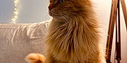 Roucky a rejoint le concours — aidez-le/la à gagner de superbes lots ! cat, couch, cozy, domestic_cat, fairy_lights, fluffy, fur, furniture, home, indoor, lamp, orange_cat, pet, portrait, relaxed, side_view, sitting, tail, warm_lighting, whiskers