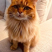 Roucky a rejoint le concours — aidez-le/la à gagner de superbes lots ! cat, ginger_cat, fluffy, pet, indoor, sofa, couch, furniture, whiskers, ears, face, eyes, fur, mammal, domestic_animal, cozy, fairy_lights, background, close_up, portrait