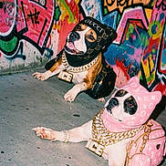 Vhotang a rejoint le concours — aidez-le/la à gagner de superbes lots ! dog, dogs, graffiti, street_art, urban, concrete, luxury, fashion, hoodie, gold_chain, accessories, pet, animal, colorful, portrait, posing, costume, designer, bag, cool