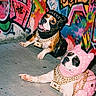 dog, dogs, graffiti, street_art, urban, concrete, luxury, fashion, hoodie, gold_chain, accessories, pet, animal, colorful, portrait, posing, costume, designer, bag, cool