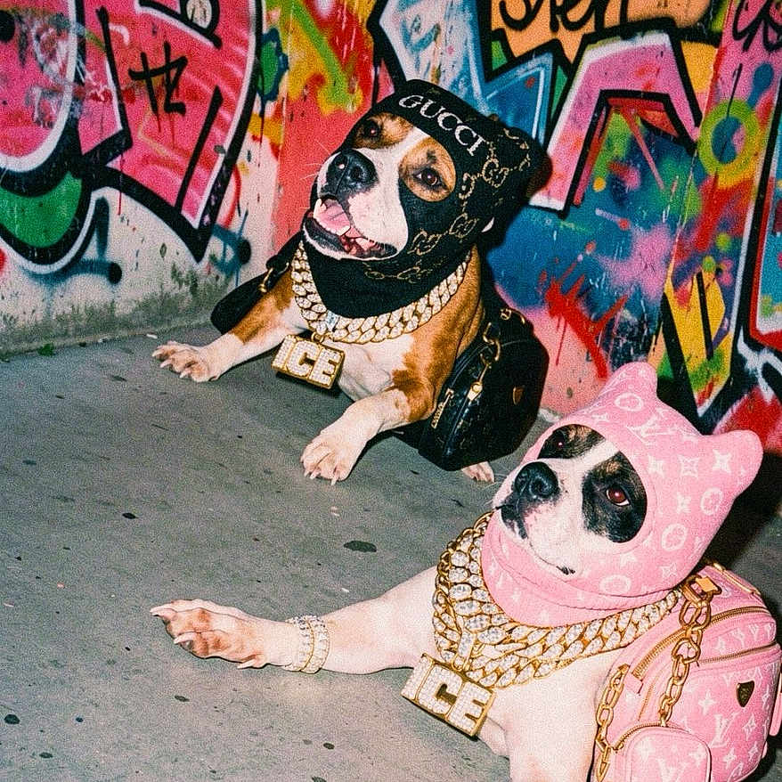 Vhotang a rejoint le concours — aidez-le/la à gagner de superbes lots ! dog, dogs, graffiti, street_art, urban, concrete, luxury, fashion, hoodie, gold_chain, accessories, pet, animal, colorful, portrait, posing, costume, designer, bag, cool
